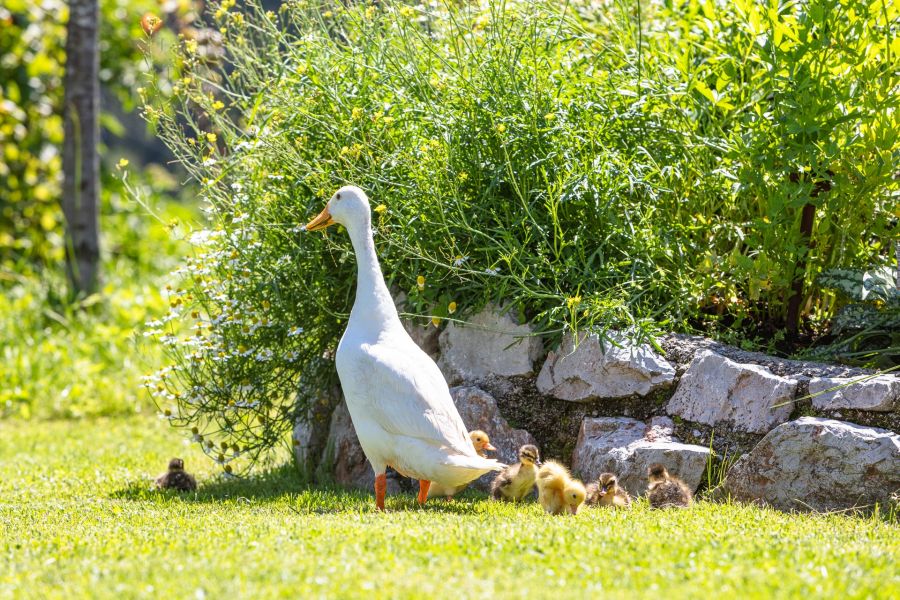 Enten Bauernhof Fieberbrunn